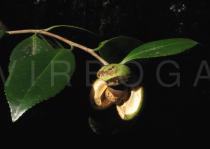 Camellia x williamsii - Ripe fruit - Click to enlarge!